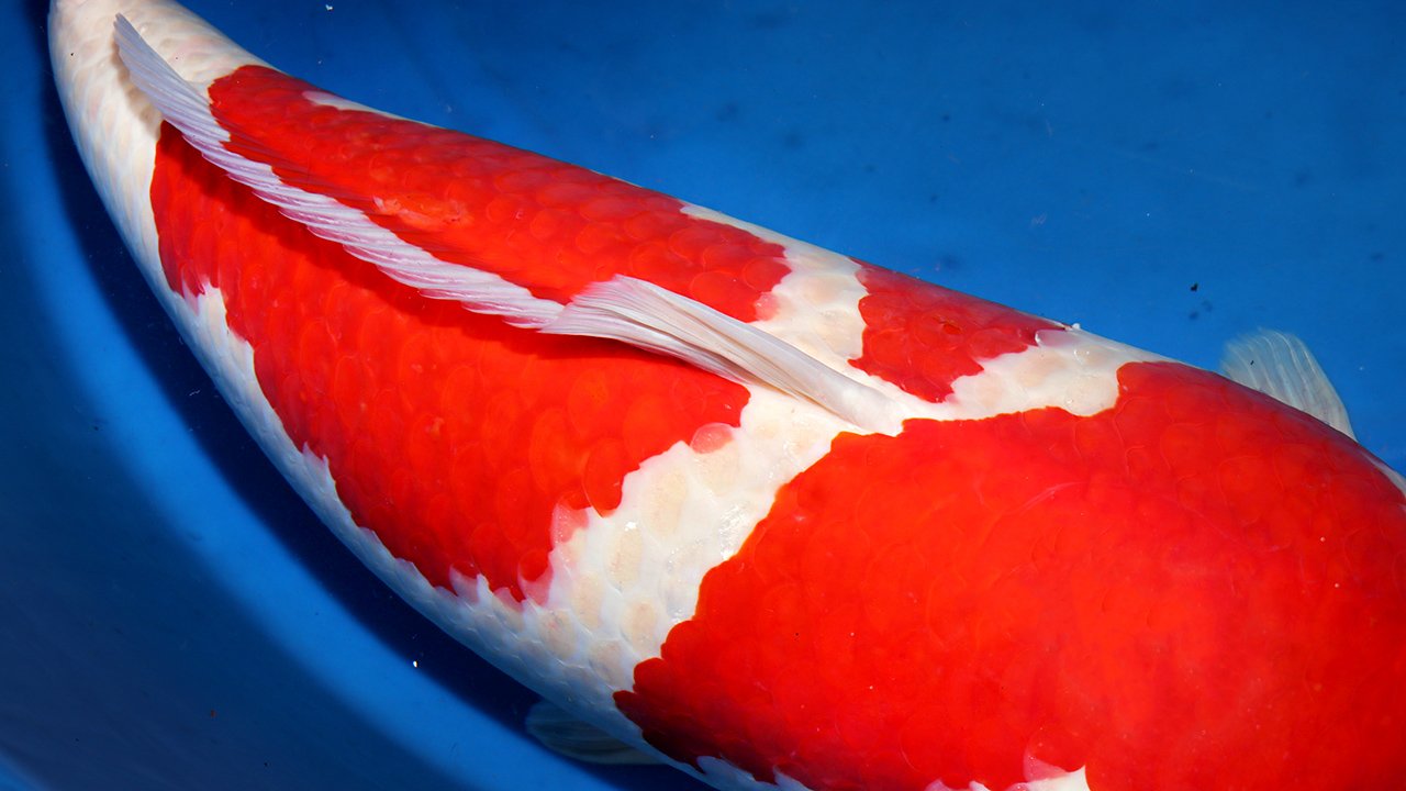 Imported Japan Koi — Children of the Sun Koi - Japanese Koi Imported Japan Koi — Children of the Sun Koi - Japanese Koi
